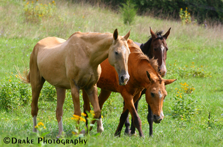 Akhal-Tekes Grazing