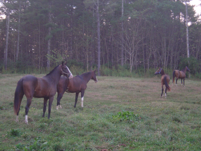 Akhal-Tekes Grazing